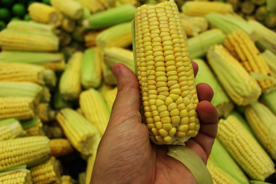 A close-up view of a hand holding a fresh corn cob, surrounded by harvested corns.