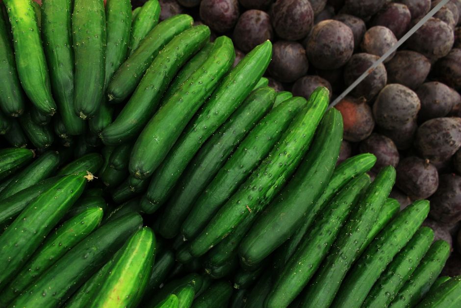 Pepinos frescos de color verde oscuro en un mercado de verduras