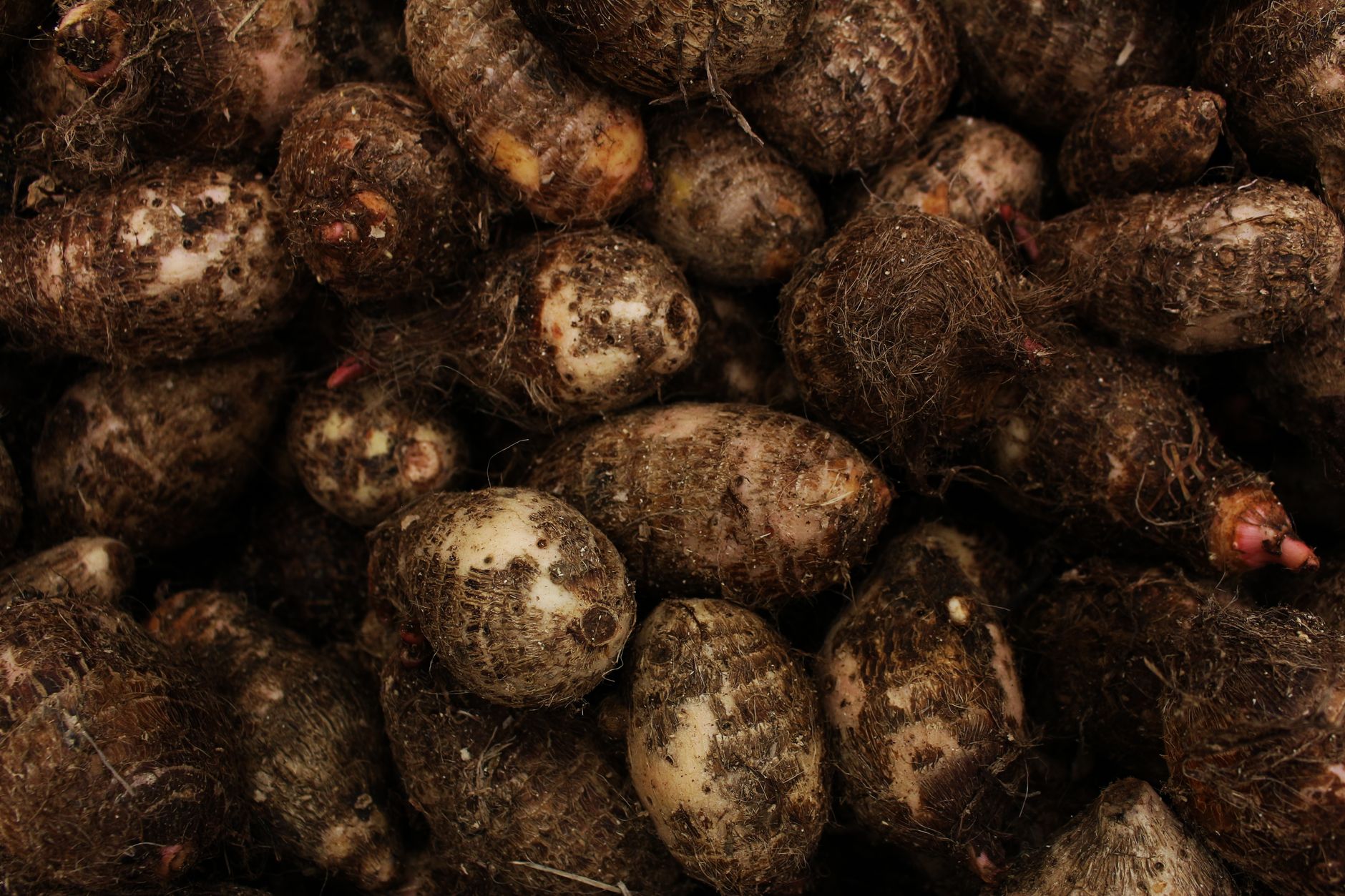 health benefits of taro root, Fiber And Resistant Starch Shape Digestion health benefits of taro root, Fiber And Resistant Starch Shape Digestion