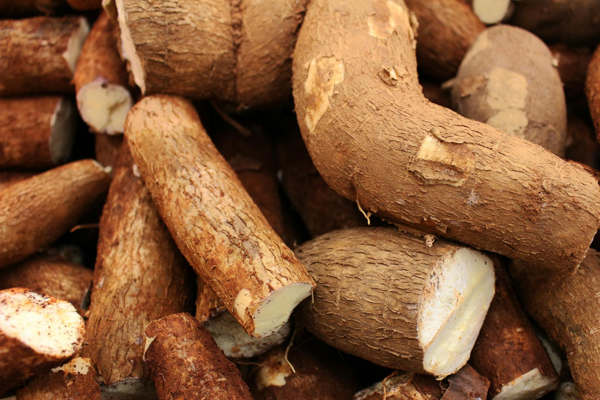 Detailed view of fresh cassava roots highlighting their organic texture and natural abundance.