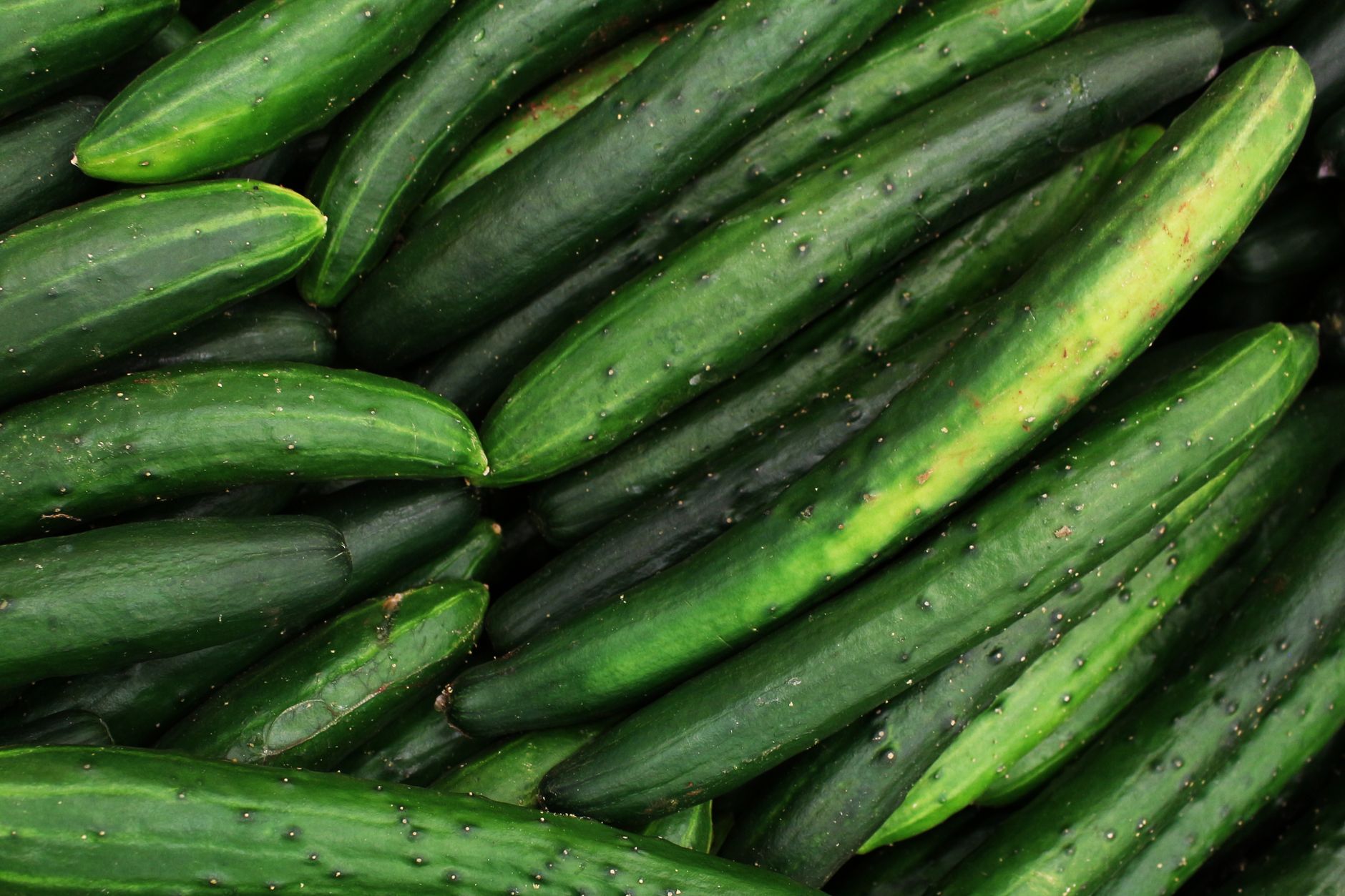 Vining cucumber plants climbing on a trellis in a garden