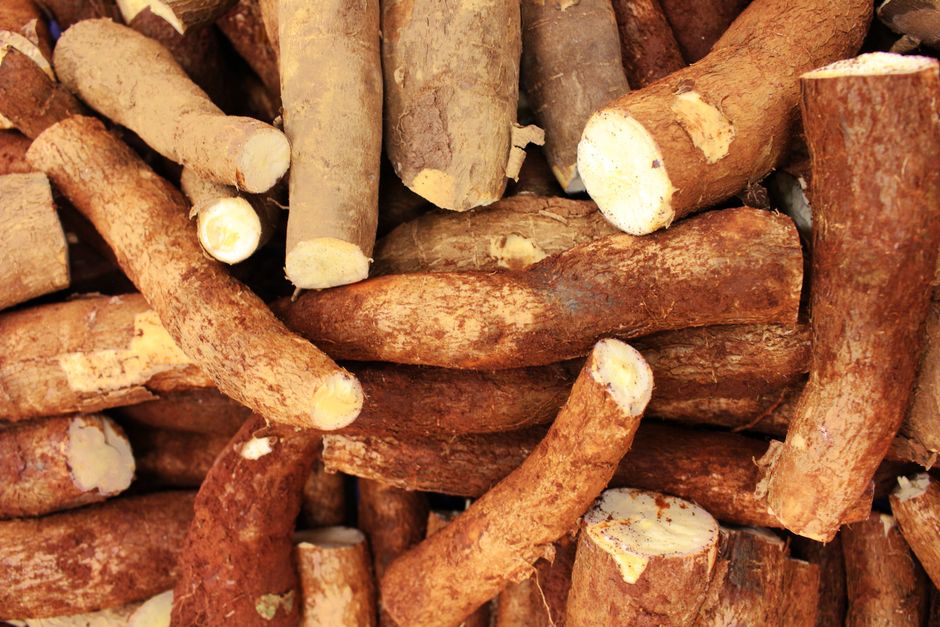 Close-up of freshly harvested cassava roots with rough brown skin — the in-ground food bank you lift when you need food or a sale.