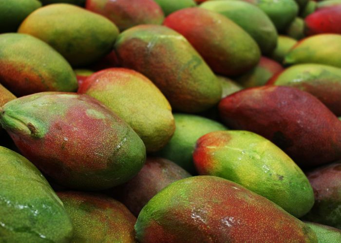 Mango Mangga Fruit - Urban Goes Green Plant Guide