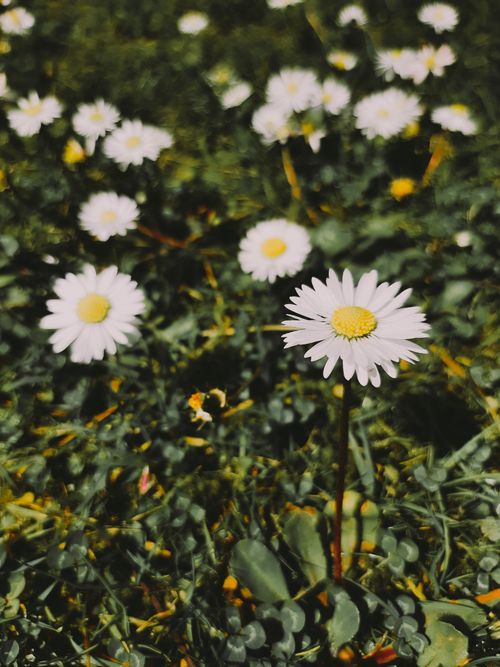 Free A vibrant close-up of blooming white daisies on a sunny day with a natural green background. Stock Photo