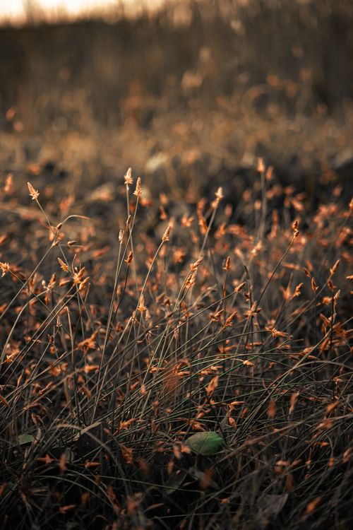 Free Beautifully captured withered wildflowers in an autumn field, radiating a warm and earthy tone. Stock Photo
