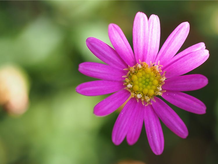 Macro Photography Of A Pink Flower