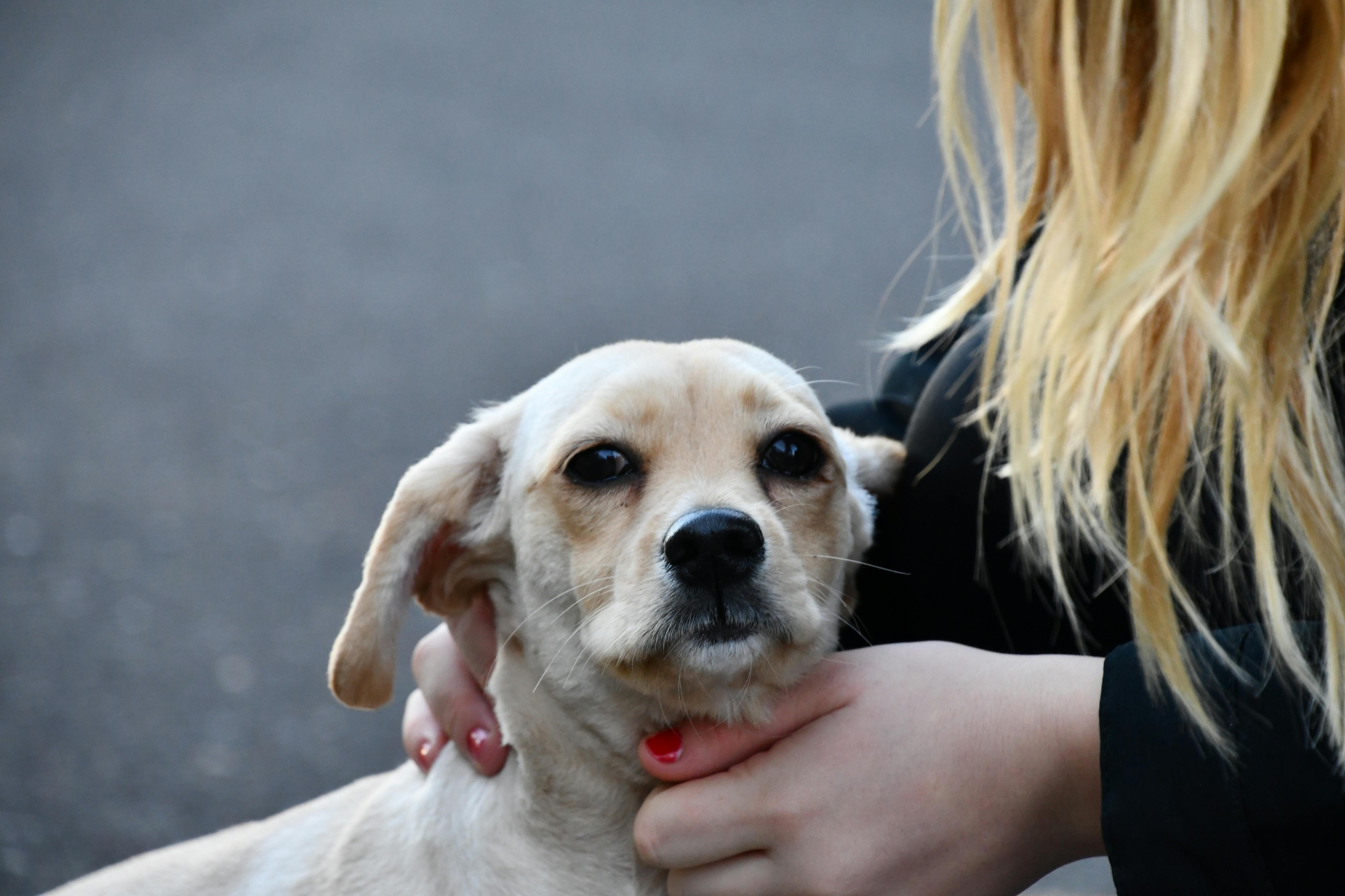 かわいい動物 かわいい犬 ブロンドの無料の写真素材