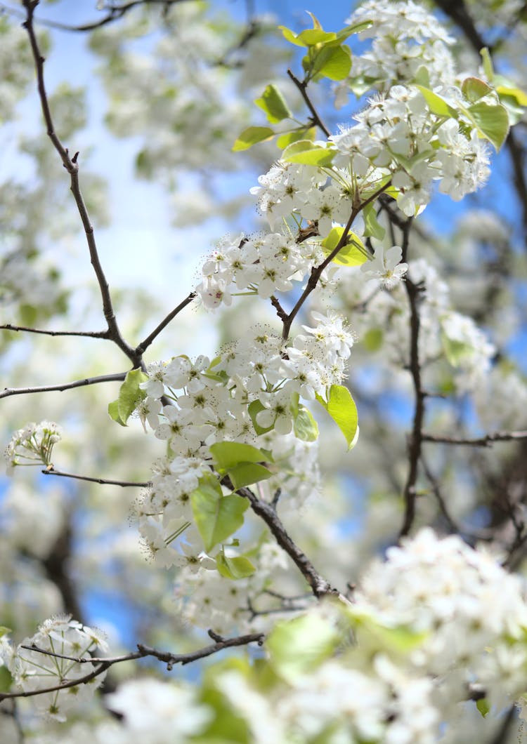 White Cherry Blossom In Bloom