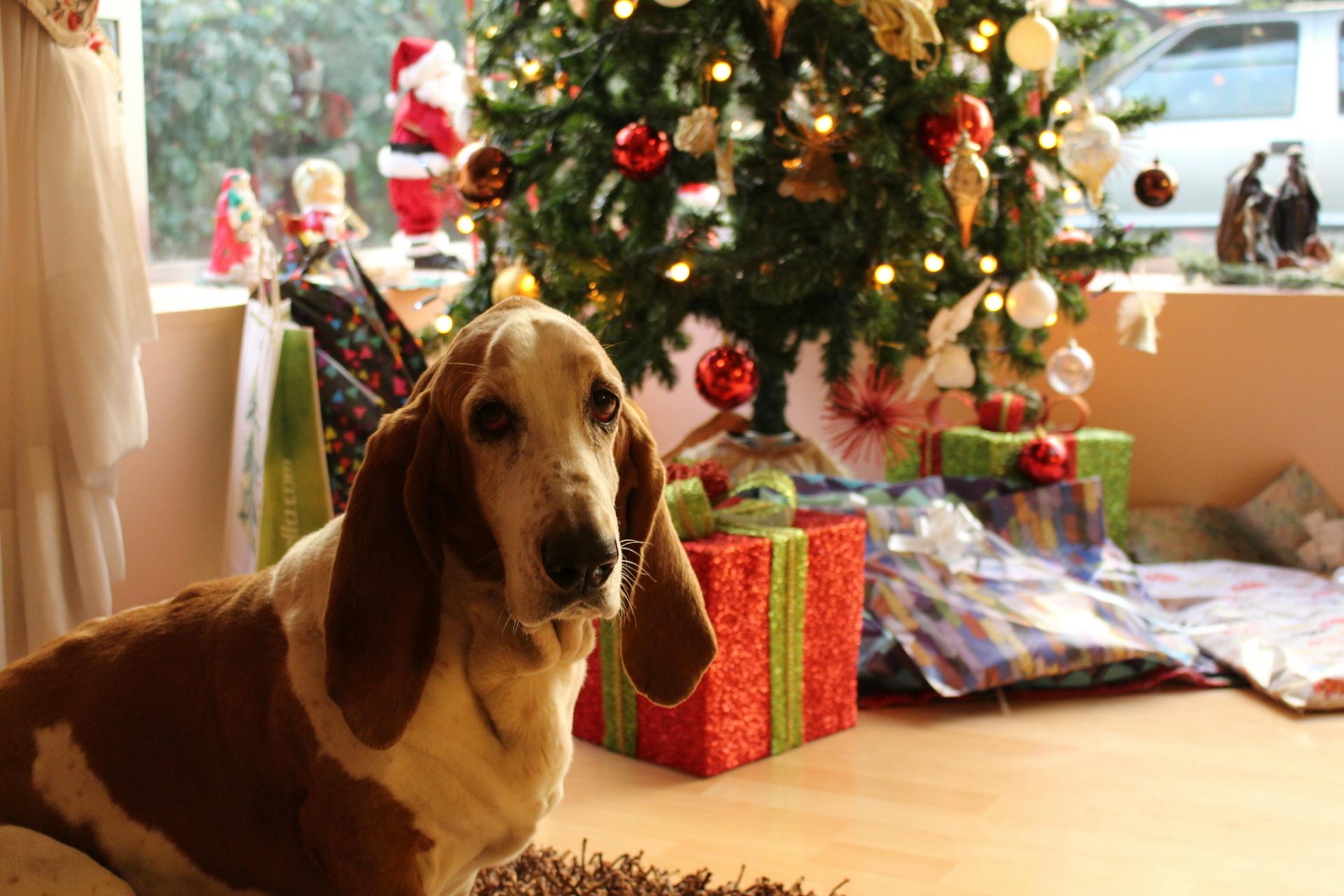 Bruine en witte basshond bij de kerstboom