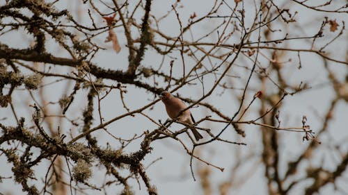 Gratis lagerfoto af bogfinke, dyr, dyreliv