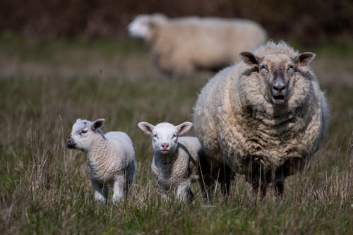 Kostnadsfri bild av baby får, får, fårfamilj