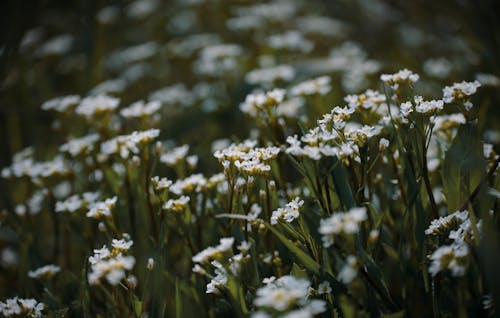 A White Flowers on the Field