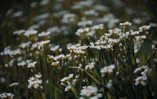 Free A serene scene of white wildflowers blooming in a natural field setting, captured with a soft focus effect. Stock Photo