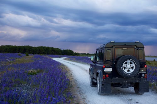 Suv Preto Entre Campos De Flores Roxas