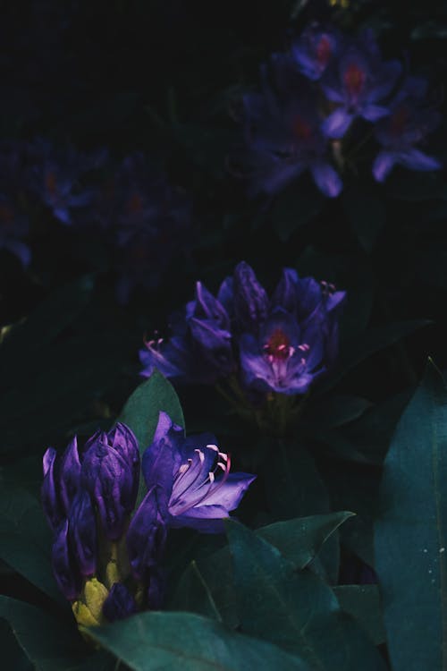 Close up of Purple Flowers