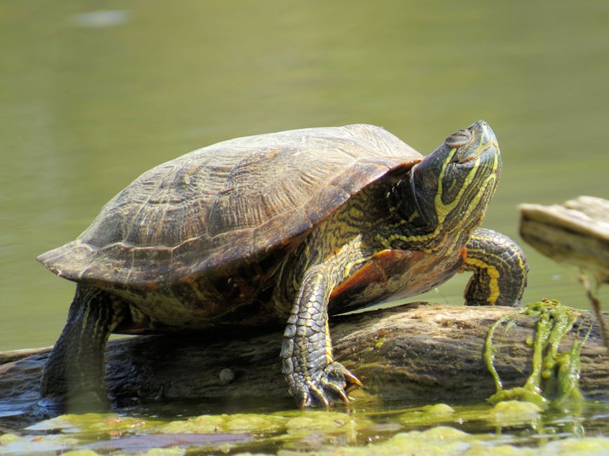 Image result for angry turtle