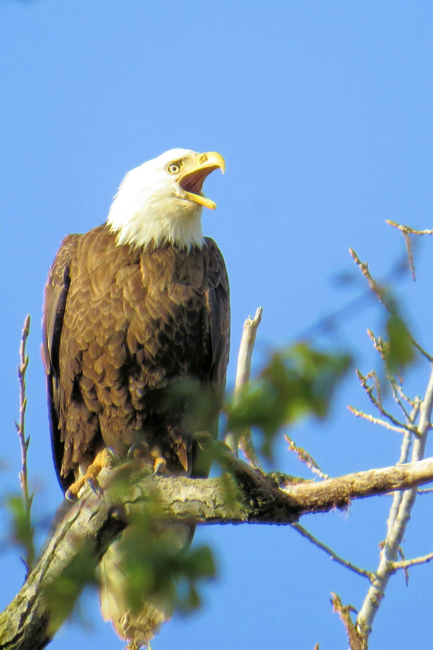 Free stock photo of bald eagle, eagle