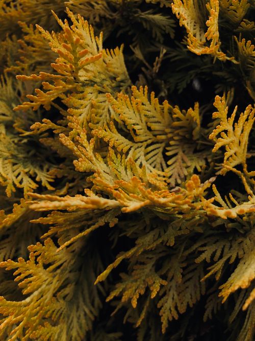 Free Detailed view of golden-hued leaves showcasing natural autumn beauty and texture. Stock Photo