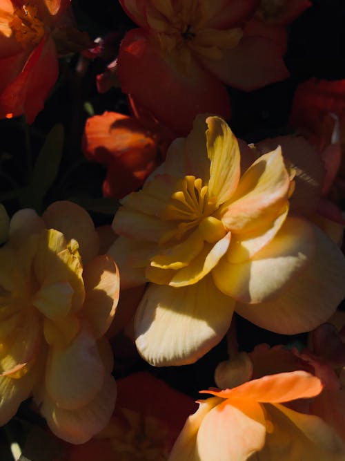 Foto d'estoc gratuïta de flors, fons de pantalla per al mòbil, fresc