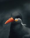 Graceful Inca tern bird with dark gray plumage and red beak looking away in nature