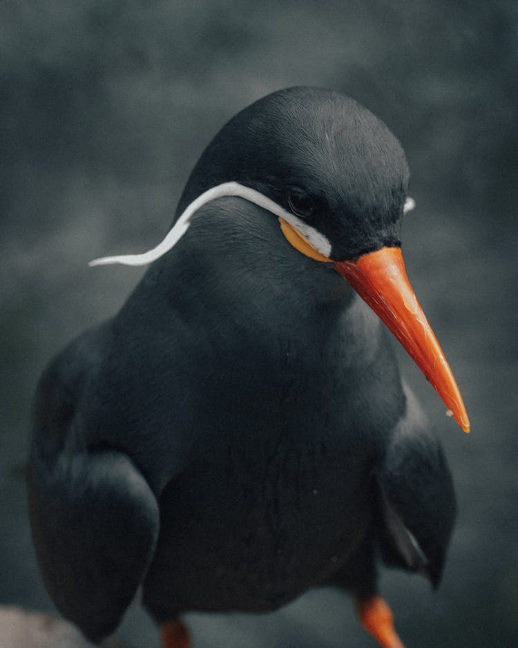 Graceful Inca Tern Looking Down In Daytime