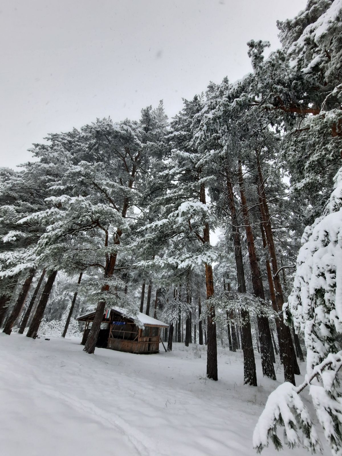 Snow-laden pine forest with a small cabin among the trees