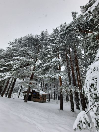 Winter cabin among snowy pines, photo by Stefan Gluharski on Pexels