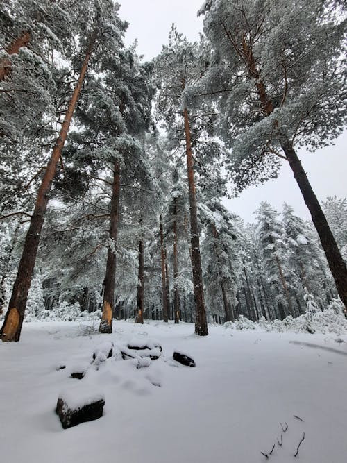 Бесплатное стоковое фото с вертикальный выстрел, деревья, заснеженная земля