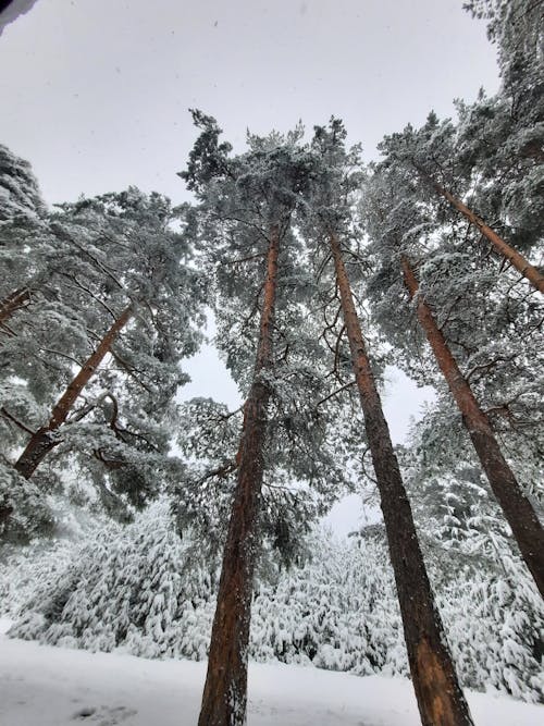 Бесплатное стоковое фото с белое небо, вертикальный выстрел, деревья