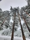 A Low Angle Shot of a Snow Covered Trees Under the White Sky