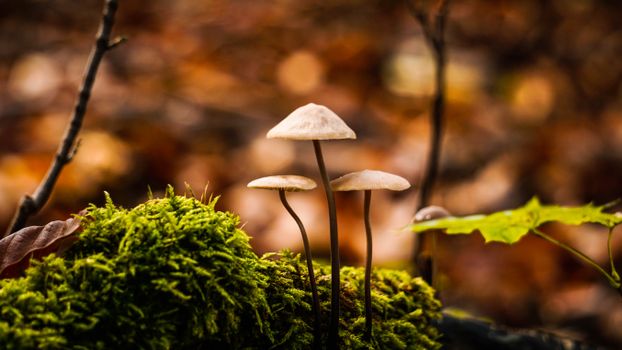 Mushrooms growing in wild forest