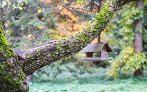 Free Brown Wooden Bird Cage Hangs on Gray Tree Branch Stock Photo