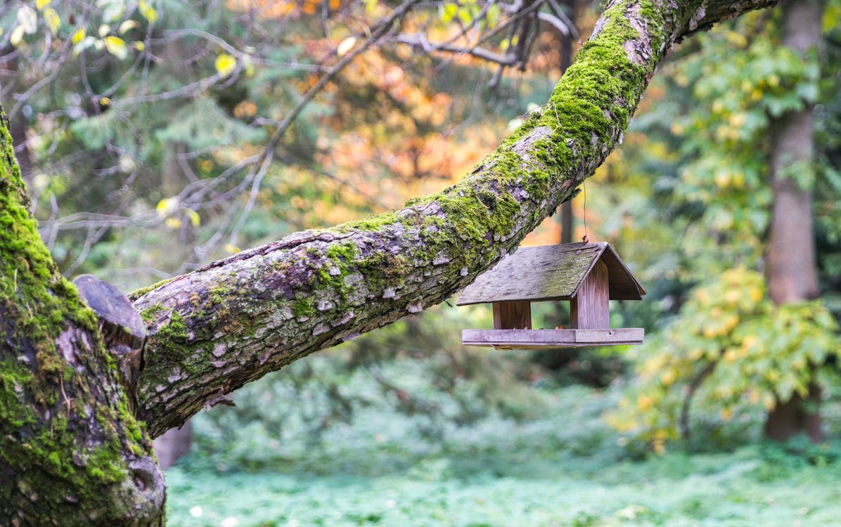 Brown Wooden Bird Cage Hangs on Gray Tree Branch