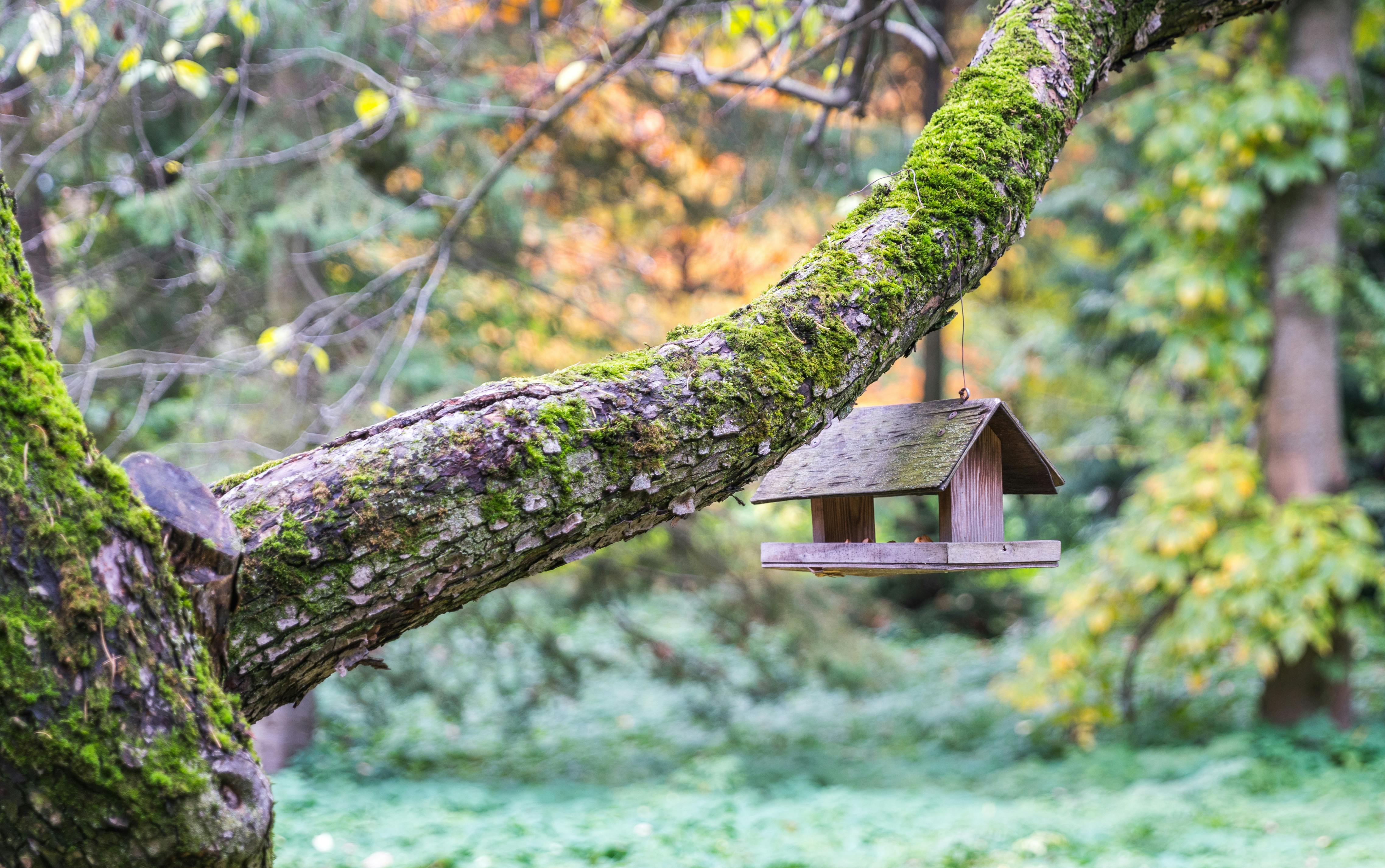 Photo gratuite de arbre  arbres  arri re plan  flou