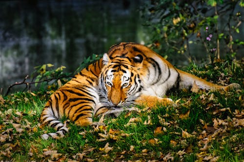A Tiger Lying Down on a Grass