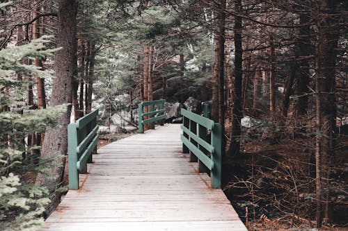 Wooden pathway with railings surrounded with trees and plants in forest in daylight