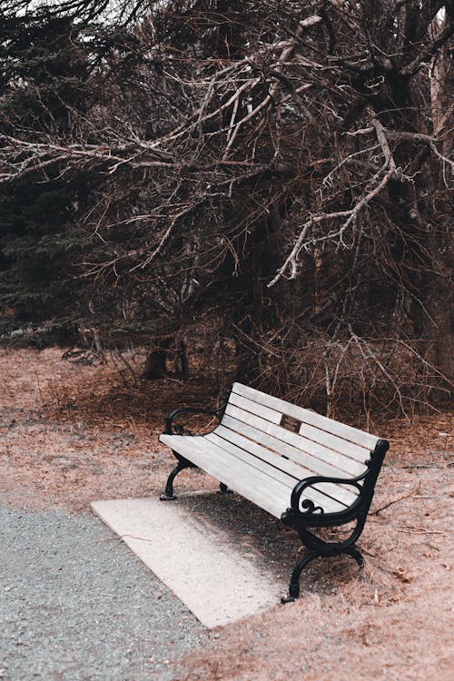 Bench near leafless trees in park