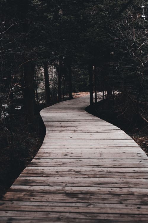 Free Wooden pathway surrounded with trees and plants in woods in daylight in countryside Stock Photo