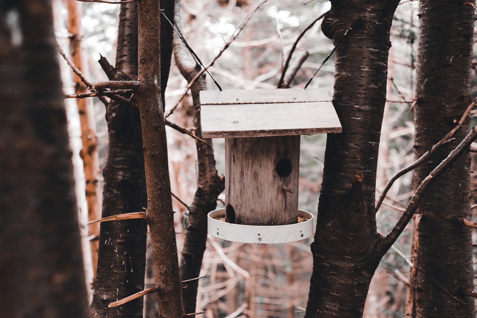 Small wooden handmade birdhouse hanging near leafless tree trunks in forest in autumn day