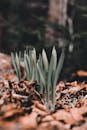 Green plants growing on ground among fallen leaves in nature