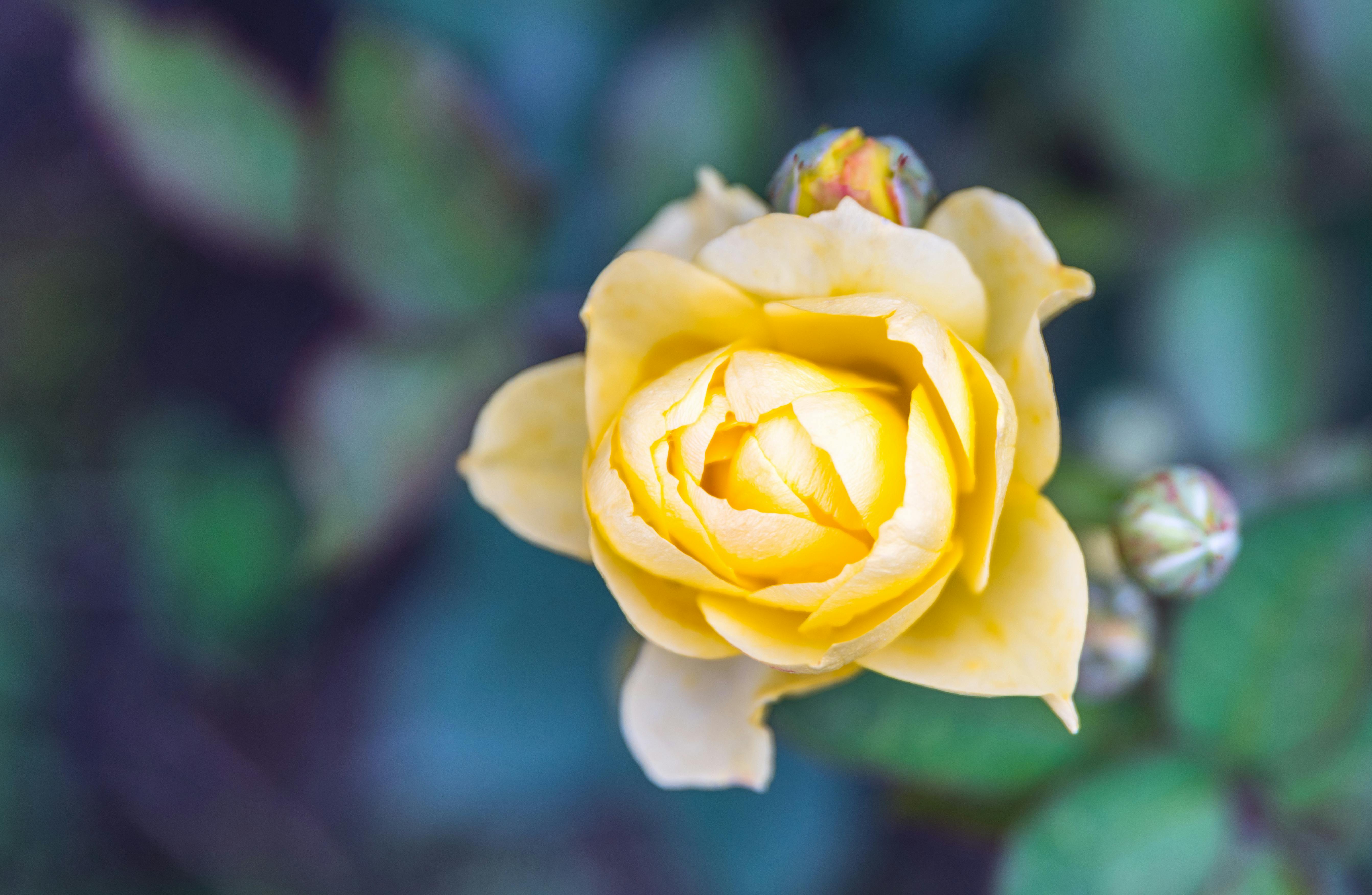 Free stock photo of flowers, rose