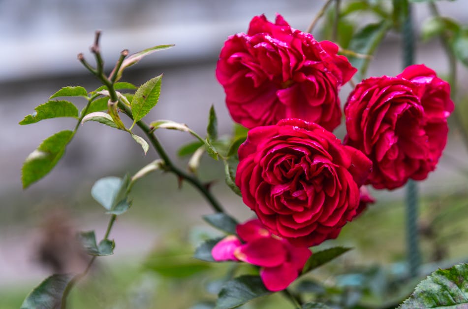 Free stock photo of flowers, rose