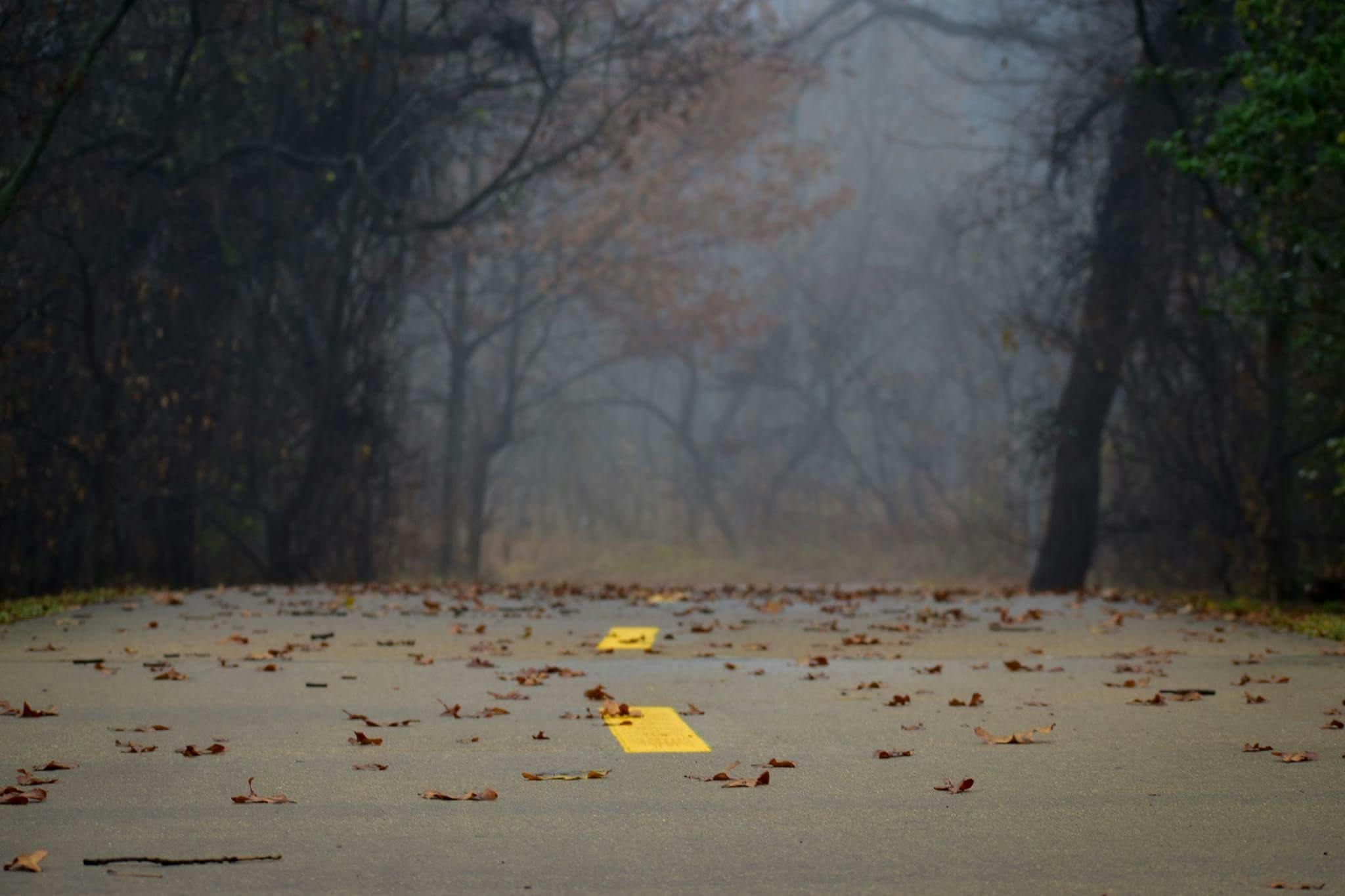 Free stock photo of fog, foggy park, foggy path