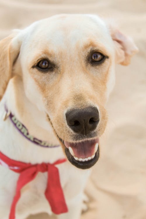 Close-Up Photo of a Cute Labrador Looking at the Camera