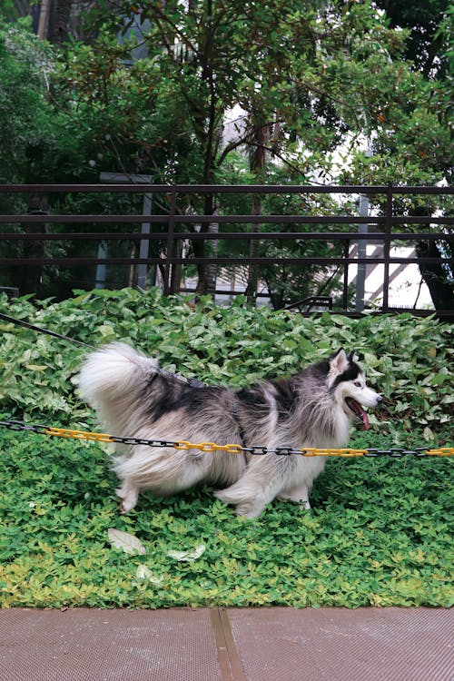 Photo of a Black and White Siberian Husky Walking on Green Plants