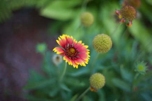 Red and Yellow Multi Petal Flower