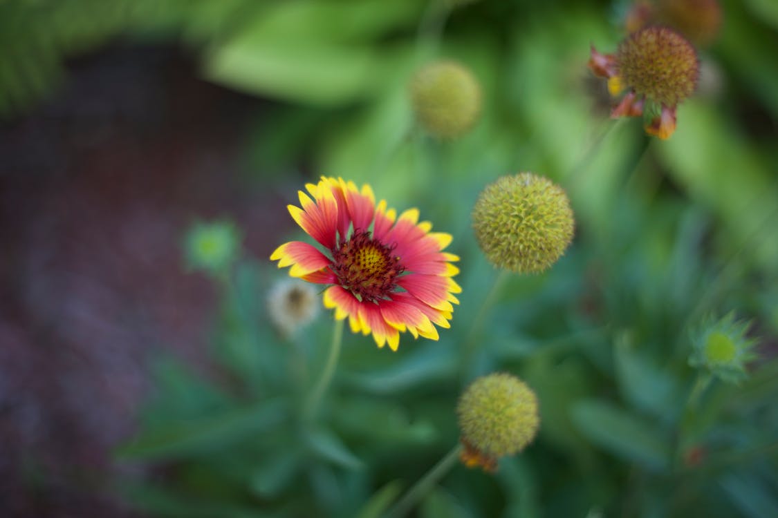無料 フラワーズ, 咲く, 花の無料の写真素材 写真素材