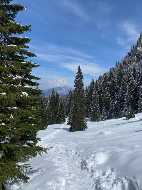 Free A serene snow-covered forest with pine trees under a clear blue sky. Stock Photo
