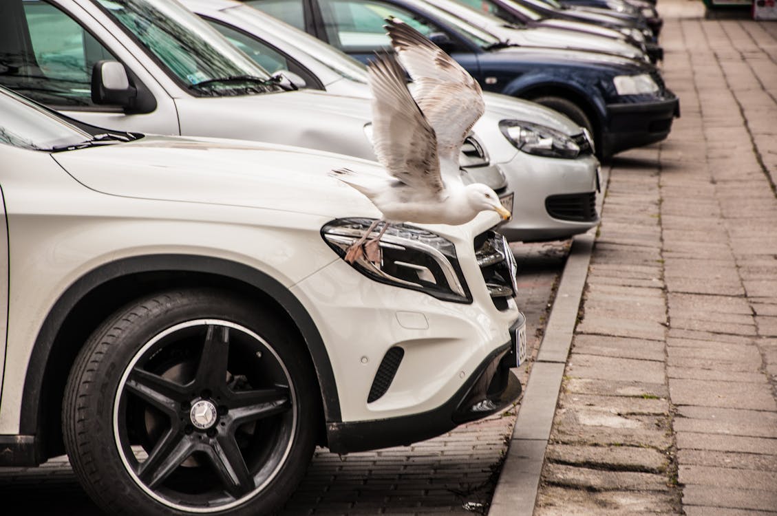 Weißer Und Schwarzer Vogel Neben Autoscheinwerfer