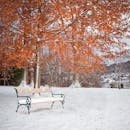 在奥地利格蒙登的秋天，一棵树下有一张宁静的白雪皑皑的公园长凳